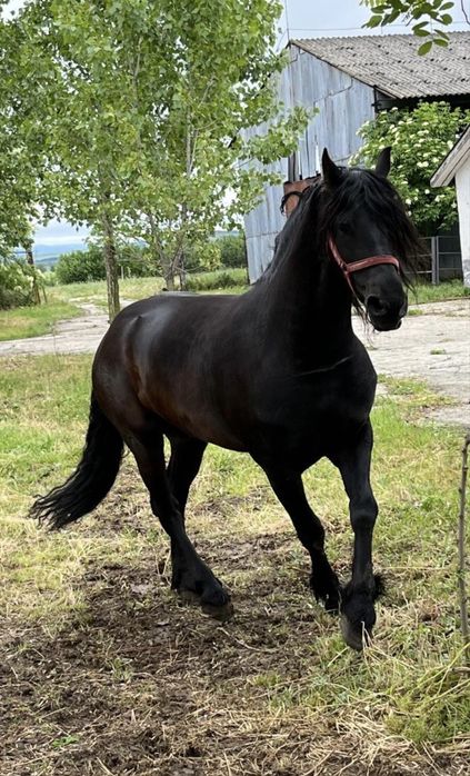 armasar friesian/friz sport