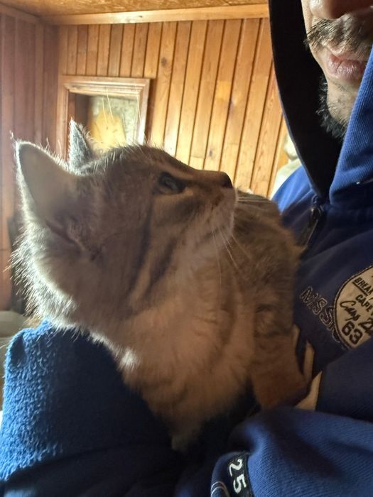 Молодой джентель-кот в добрые руки