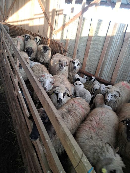 Vând 30 de oi cu tot cu miei