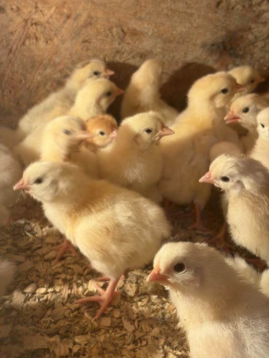 Продам домашних цыплят