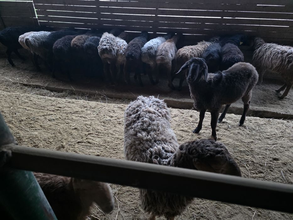 Кошкарлар сатылады