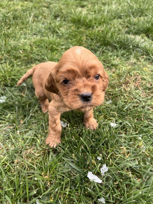 Кокер шпаньол