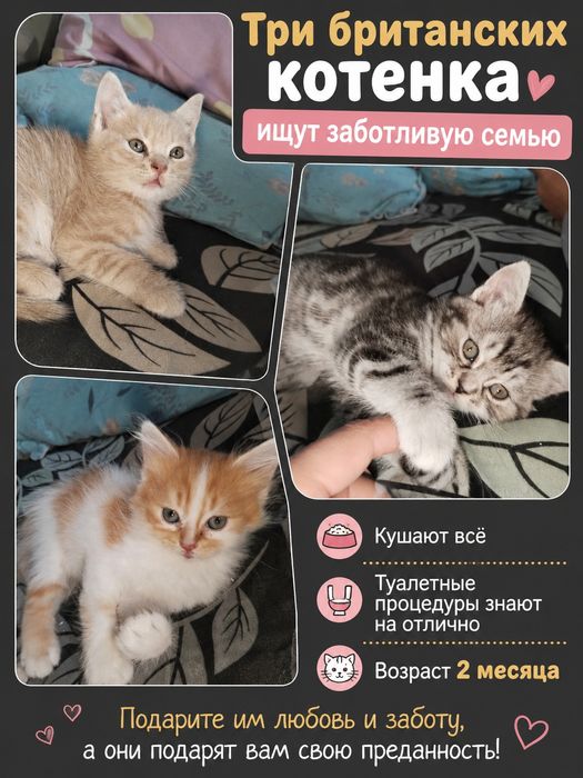 Пристраиваются котята