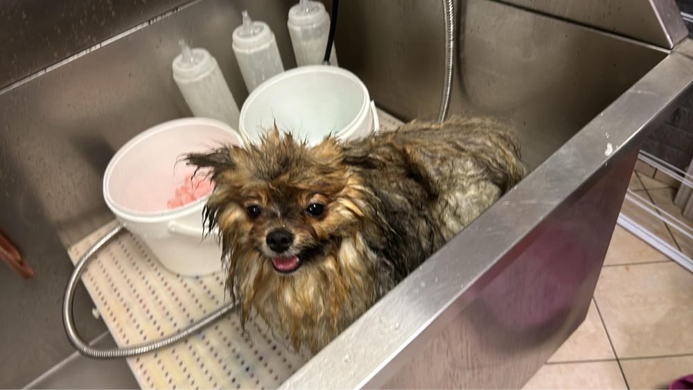 Предлагам груминг на кучета