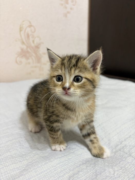 Отдам даром котят в заботливые руки