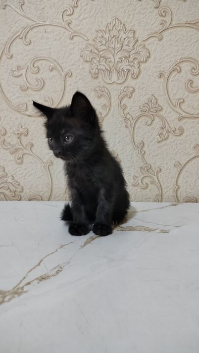 даëм в доброе руки им 2 месеца