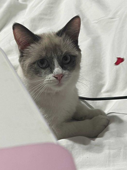 Котёнок Бусинка, 11 месяцев.