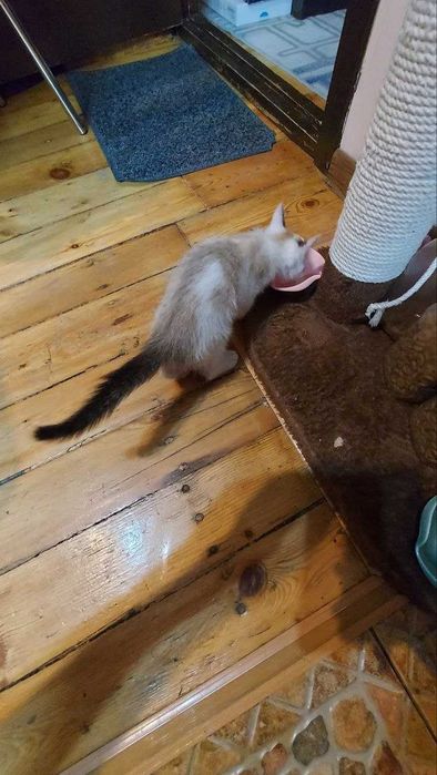 Маленький котенок