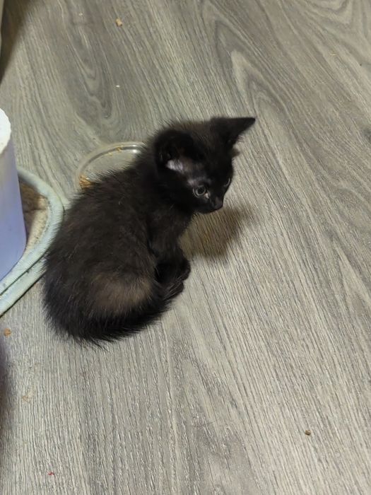 Отдам котёнка в добрые руки