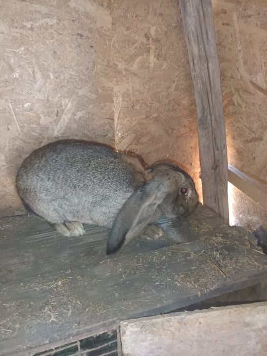 Vând femelă berbec german