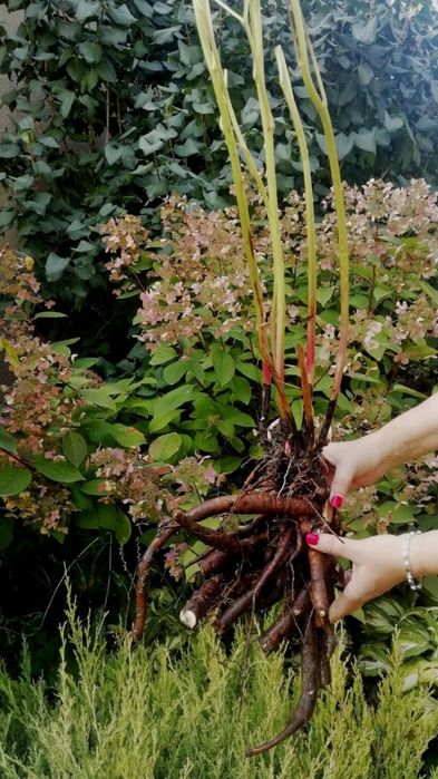 Пион "Кора Стаббс" ("Cora Stabbs") - от 3000 тенге