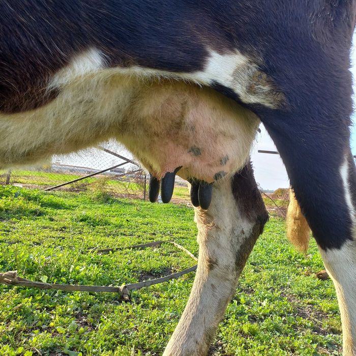 Chirchiq shahridan zotdor sigir