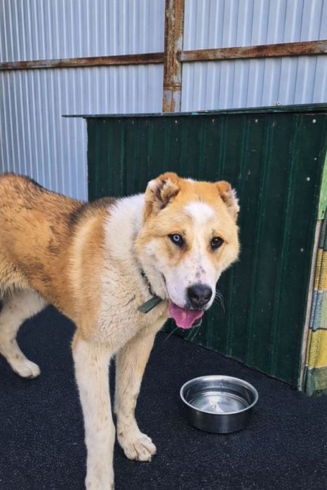 Алабай  1,5года девочка.