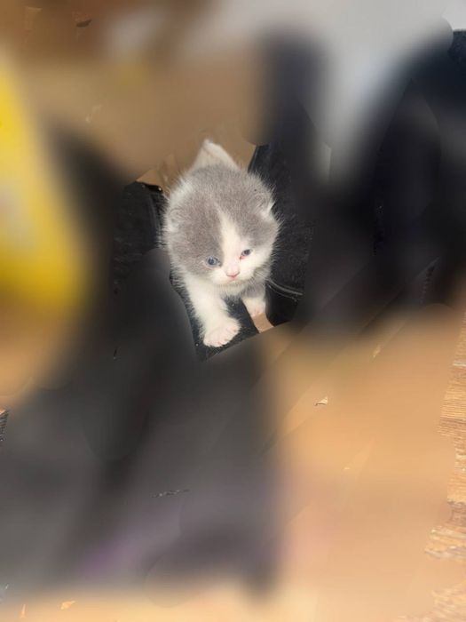 мушуклар сотилади