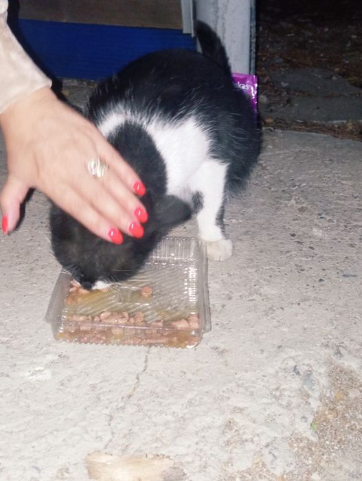 Кошка в добрые руки