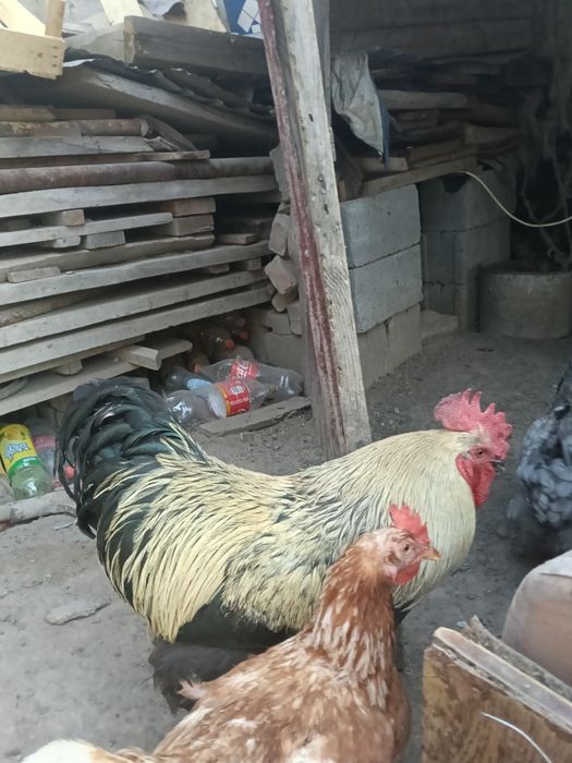 Продам молодой петухи