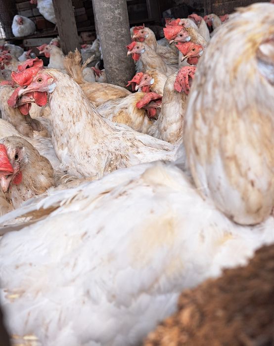Куры несушки ДОСТАВКА