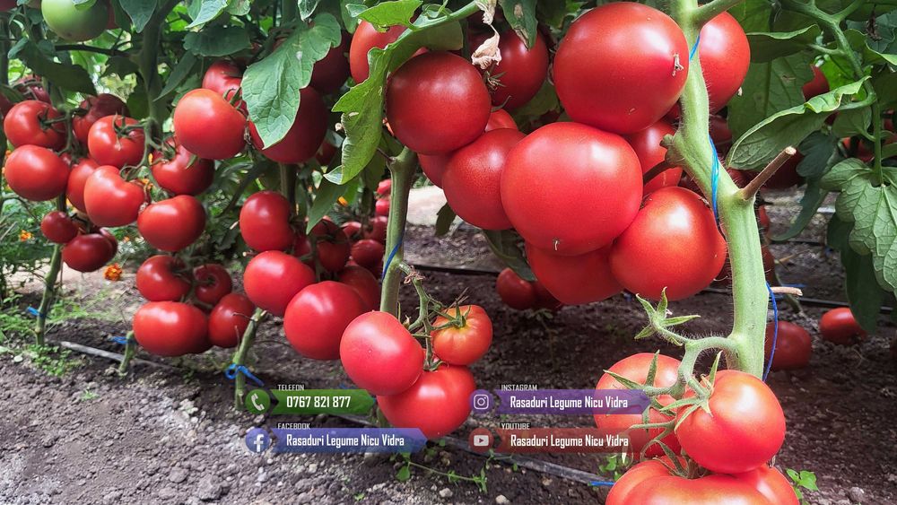 Rasad Rosii Rila, Prekos, Kalina, Ardei, Castraveti | Rasaduri Legume