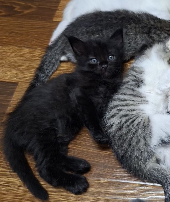 Котёнок хорошие руки