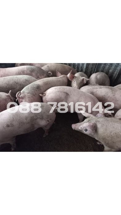 Продавам прасета
