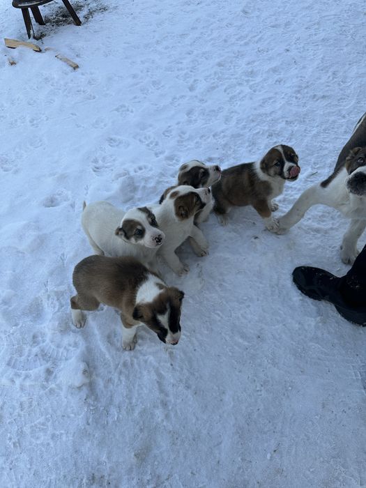 Продам щенков алабая