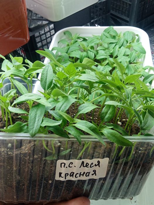 Рассада сладкого перца