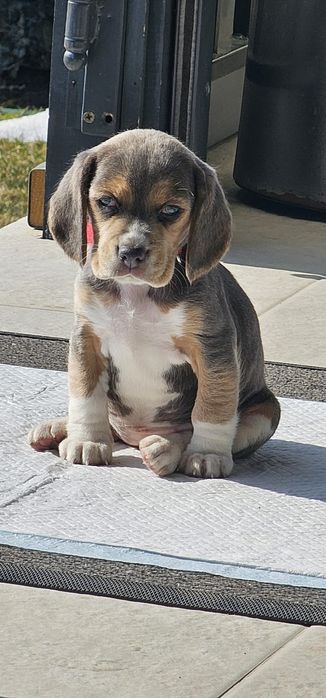 Fetița beagle disponibila