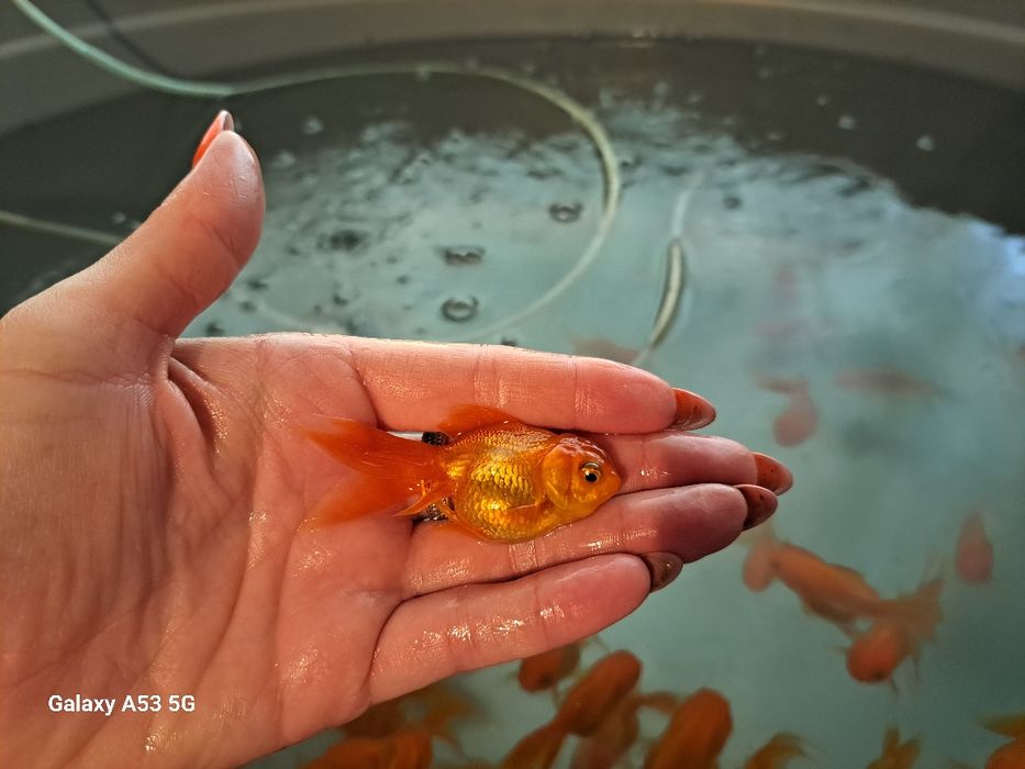 Продаю рыбок Аранды