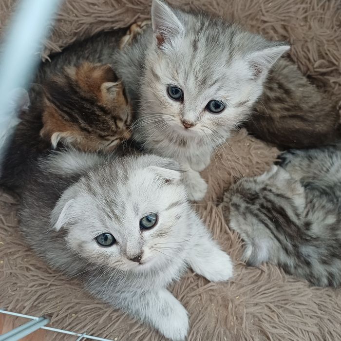 котята шотландцы