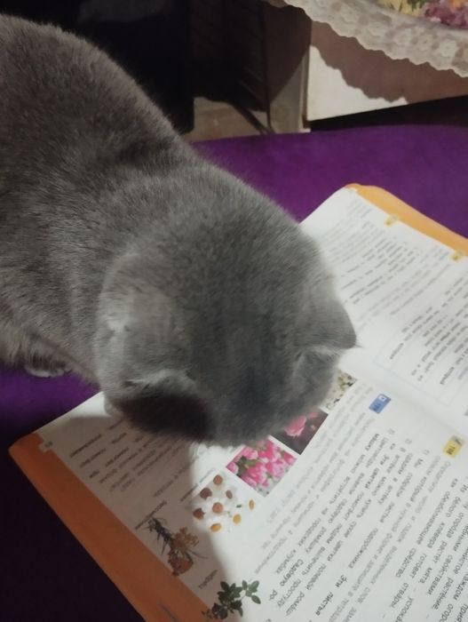 Mushuklar  vesla uxa