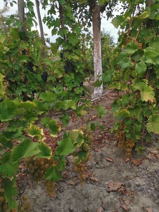 Struguri de vin și must