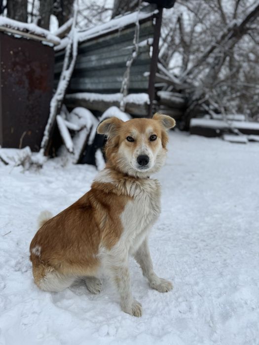 Отдам щенков в добрые руки