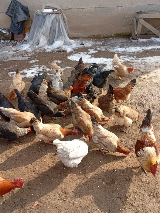 Домашний тауық сатылады