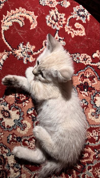 маленький котёнок , пол:ж