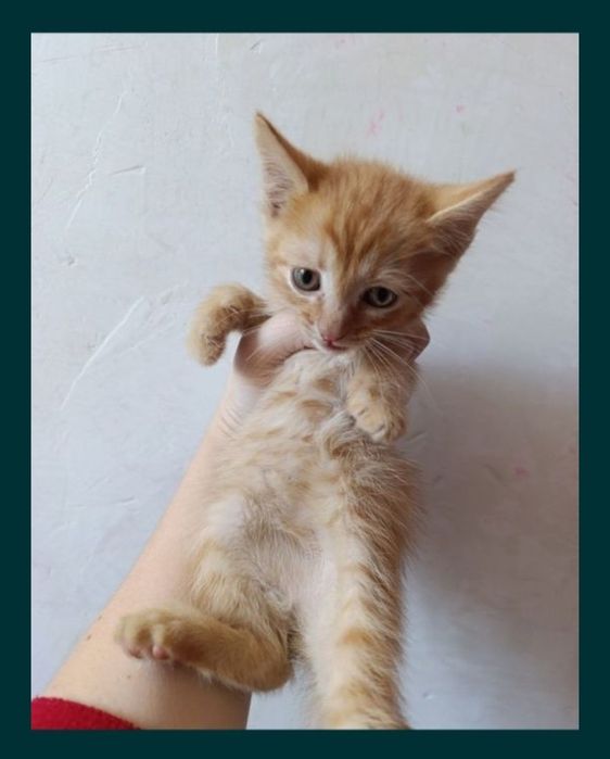 Отдам котят в добрые руки