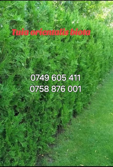 Tuia pentru gard viu