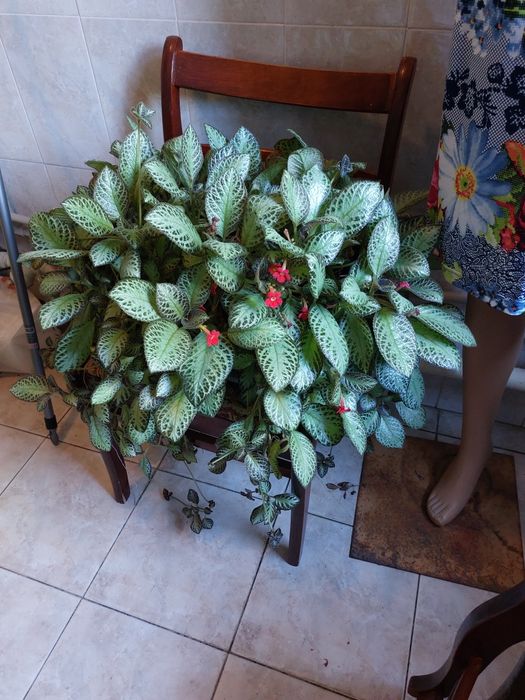 Цветы для дома и офиса