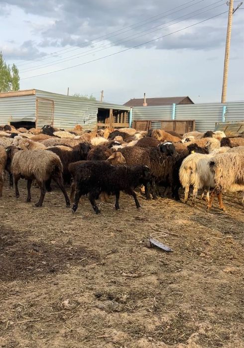 Продам баранов с ягнятами