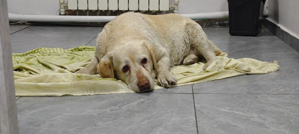 Найдена собака хозяева отзовитесь!