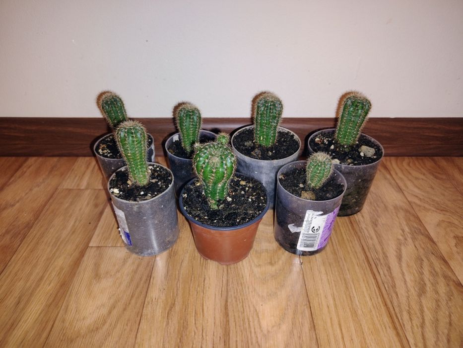 Кактус суккулент