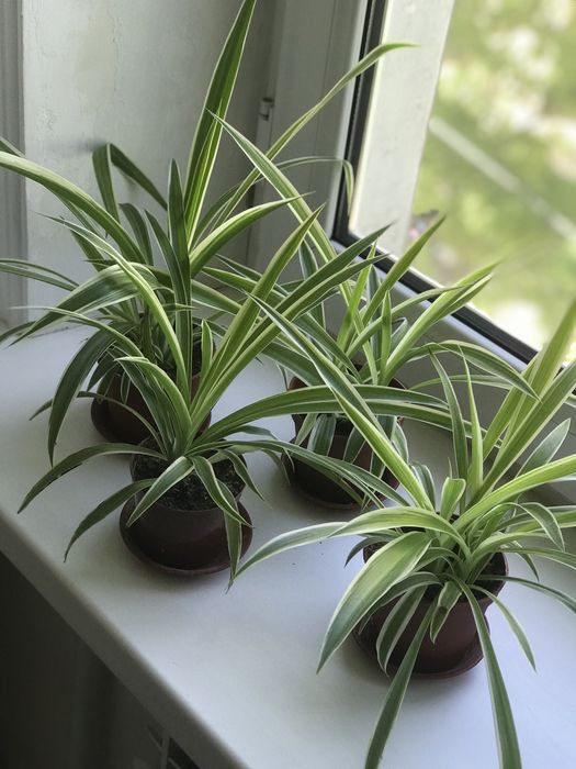 Комнатные цветы недорого