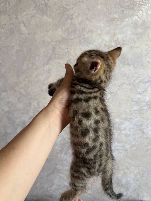 Бенгальский котенок мальчик и девушка