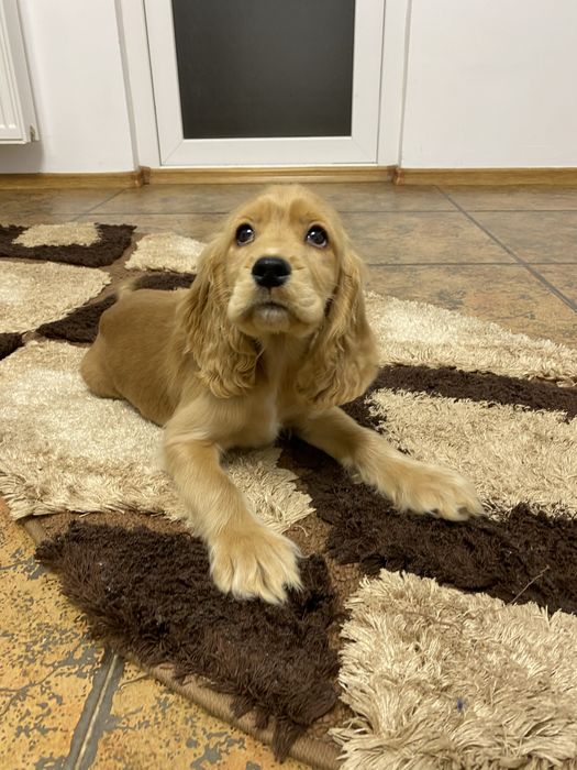 Cocker spaniel baiat