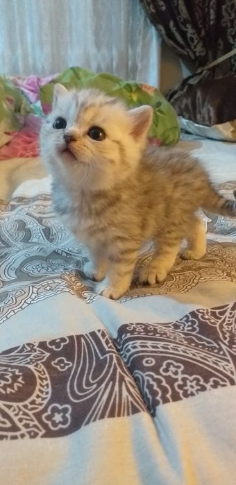 Продаются помпушки