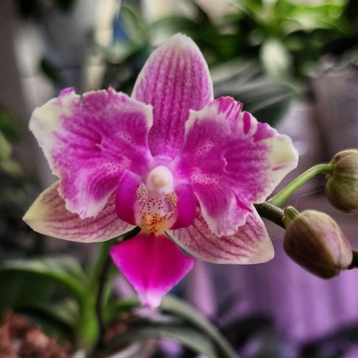 Распродажа Орхидей из домашней коллекции