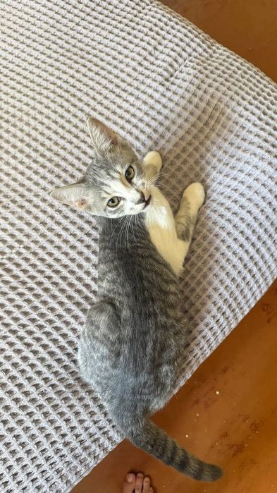 Бесплатно котята