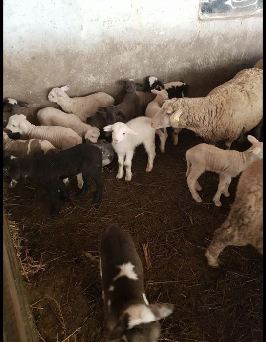 Brânză de oaie proaspătă – la alegere: caș sau mai sărată | Livrare Constanța