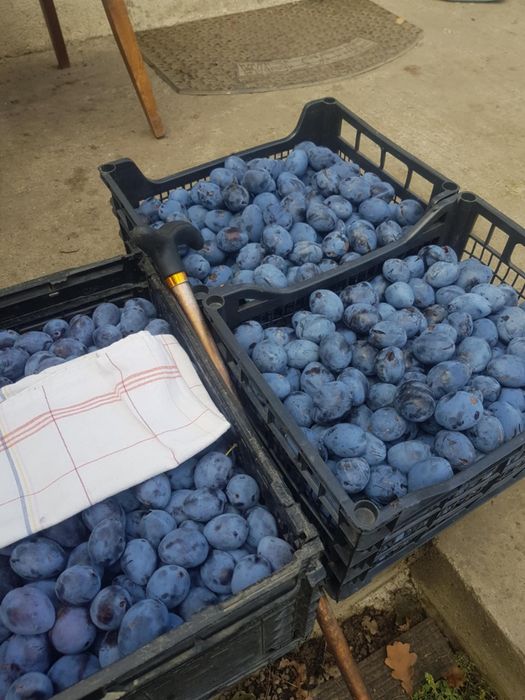 Magiun, gem, silvoita bio