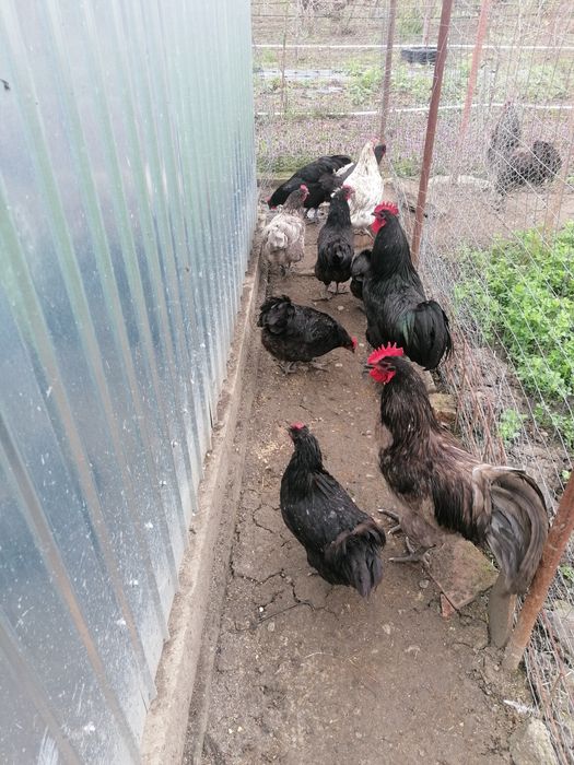 Pui australorp negru și albastru