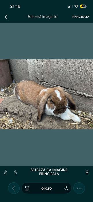 Mascul berbec german de vânzare